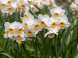 実は危険な有毒植物！ ニラと誤食しやすい「スイセン」の見分け方