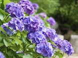Q.「紫陽花を庭に植えてはいけない」と聞きましたが、本当ですか？【歳時記の専門家が解説】
