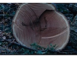 暮らしに『PRIME WOOD』がある喜びを実感できる、ストーリーブック第2弾に注目