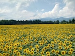 まるで黄色のじゅうたん！ 新潟・津南「日本一の河岸段丘」に咲く50万本のひまわり畑