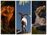 夏休みに夜の動物たちを観察しよう！ 横浜の3つの動物園で8月に夜間特別イベント実施