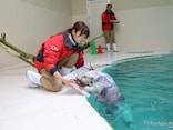 「さすが伊勢志摩のアイドル」鳥羽水族館が発表した“任メイのお知らせ”にSNSでは祝福の声続々！