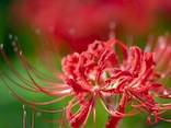Q.「彼岸花を部屋に飾ってはいけない」と聞きました。なぜですか？【歳時記の専門家が解説】