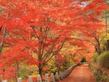 近畿地方（京都以外）で人気の紅葉スポットランキング！ 2位は「吉野山」、1位は？【専門家の解説も】