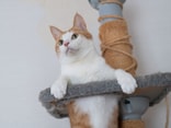 買い替えるより安く済むと思い…ぼろぼろになった「キャットタワー」を自分で補修した24歳女性の想定外