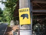 【最新クマ対策】「鈴が効かない!?」とパニックになる前に、知っておくべき山菜採りで激変する遭遇率