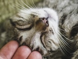猫に好かれる人になるための3つのポイント