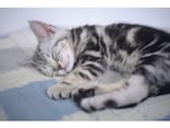 本当にあった愛猫の事故……家の中でも要注意！