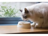 猫のための手作りご飯 ！おすすめレシピや注意点