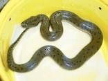 シナミズヘビの基本情報と飼育方法……代表的なミズヘビの一種！