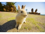 小動物のお散歩！ 注意すべき点とは？