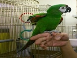 ヒメコンゴウインコの基本情報……翼を広げると鮮やか！