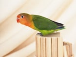 鳥（セキセイインコなど）の反抗期と飼い主さんができること