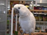 キバタンの基本情報を紹介！【ペットの鳥類図鑑】