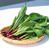  【山菜苗】行者ニンニク（4株） 