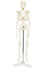 人体骨格模型1/4モデル