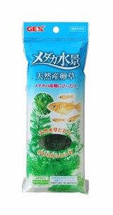  メダカ水景