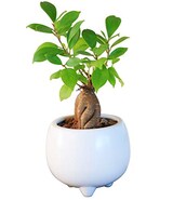 ガジュマル陶器鉢植え ホワイト