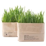  猫草栽培セット 2個入り【獣医師おすすめ】