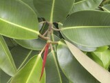 インドゴムノキの育て方とは