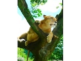 富士サファリパークは体験の宝庫