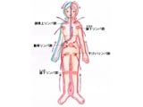 足裏で崩した老廃物の流し方……リンパ節へ！ 正しい方向を覚えよう