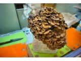 超お勧め穴場スポット！「雪国まいたけ」できのこ狩り