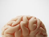 脳神経核の覚え方と語呂合わせ！ 理学療法士への勉強法