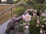 冬の花もの盆栽4選……花を咲かせきるためのポイントとは？