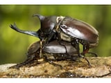 カブトムシの成長過程……産卵・孵化・幼虫の特徴や飼育方法