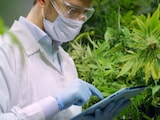 大麻成分THCは大麻草には存在しない？カンナビノイドとは