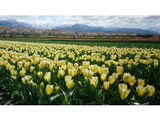 富山の奇跡の絶景！ 雪山、桜、菜の花、チューリップが織りなす「春の四重奏」