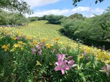 【絶景】3万坪を埋め尽くす花畑！ 静岡「可睡ゆりの園」見頃は7月上旬まで、あじさいも