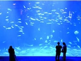 涼感が欲しい夏！ 香川の最新“映え”スポット「四国水族館」「休暇村讃岐五色台」絶景巡り