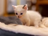 「人でなし！」拾った子猫を「捨てろ」と言った夫に妻激怒。子どもたち大号泣の修羅場に