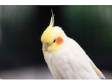 初心者向けオカメインコの飼い方 雛鳥の選び方から食事まで長く一緒に暮らすための注意点