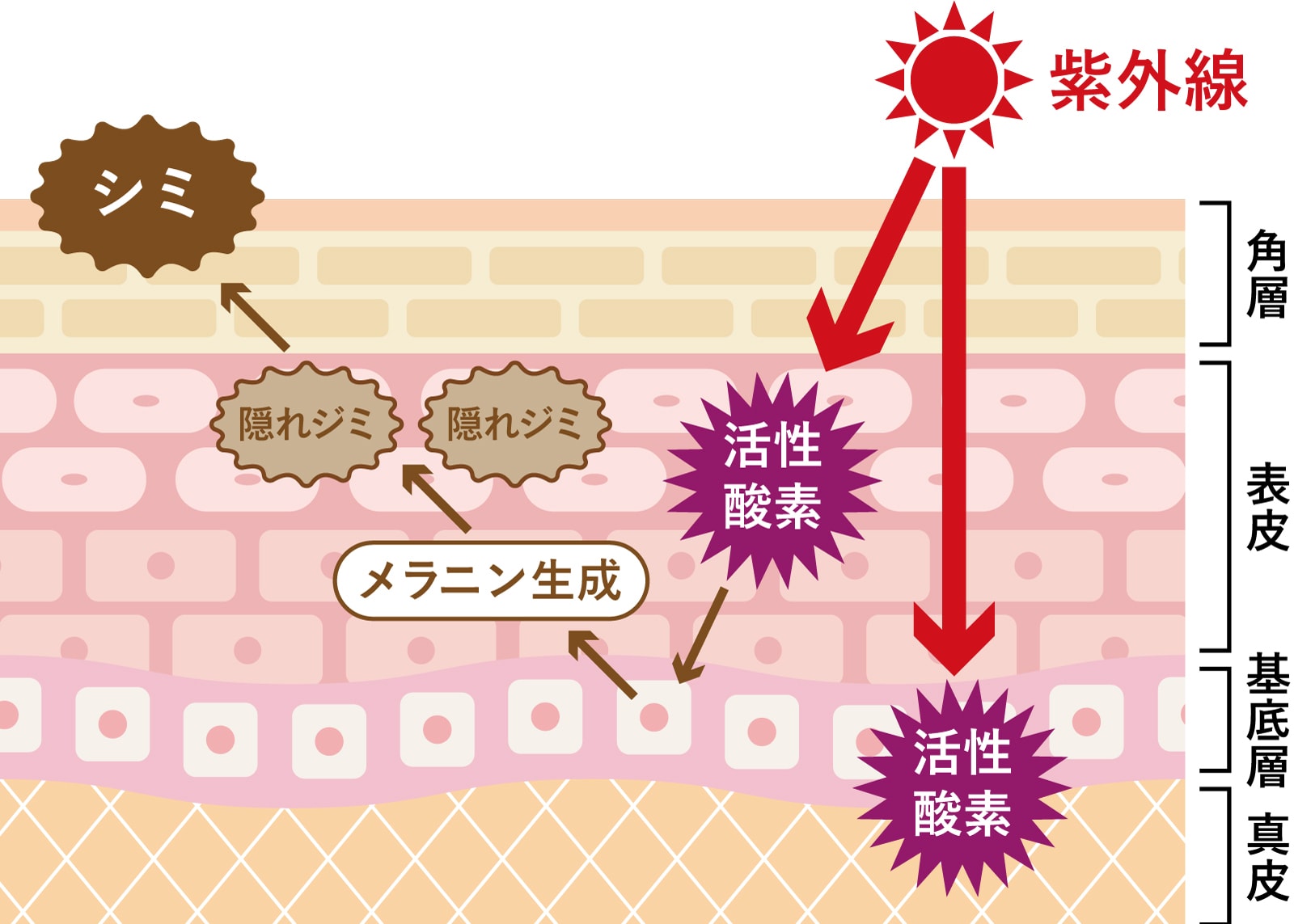 紫外線によって隠れジミが生まれるメカニズム