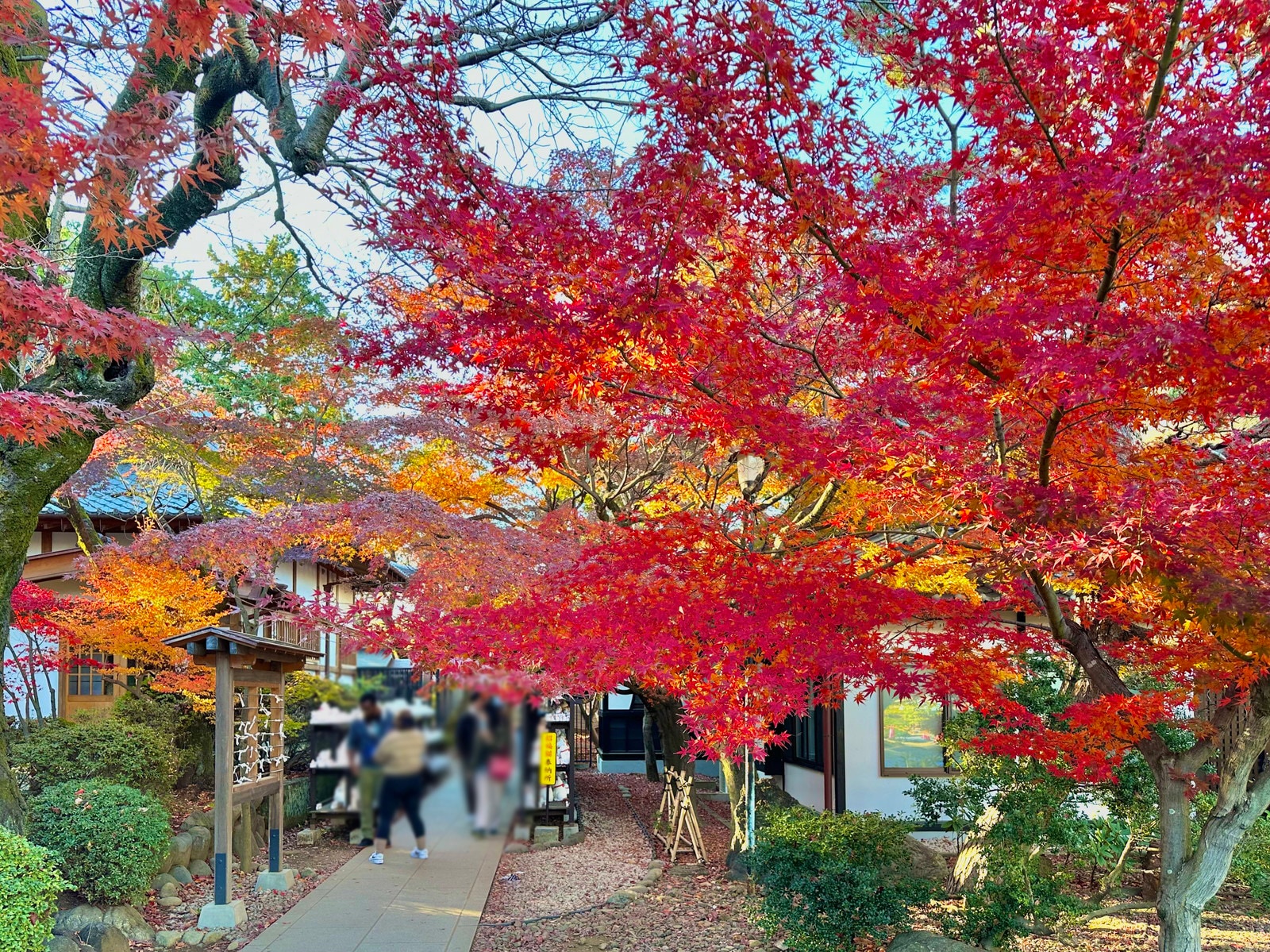 豪徳寺の写真