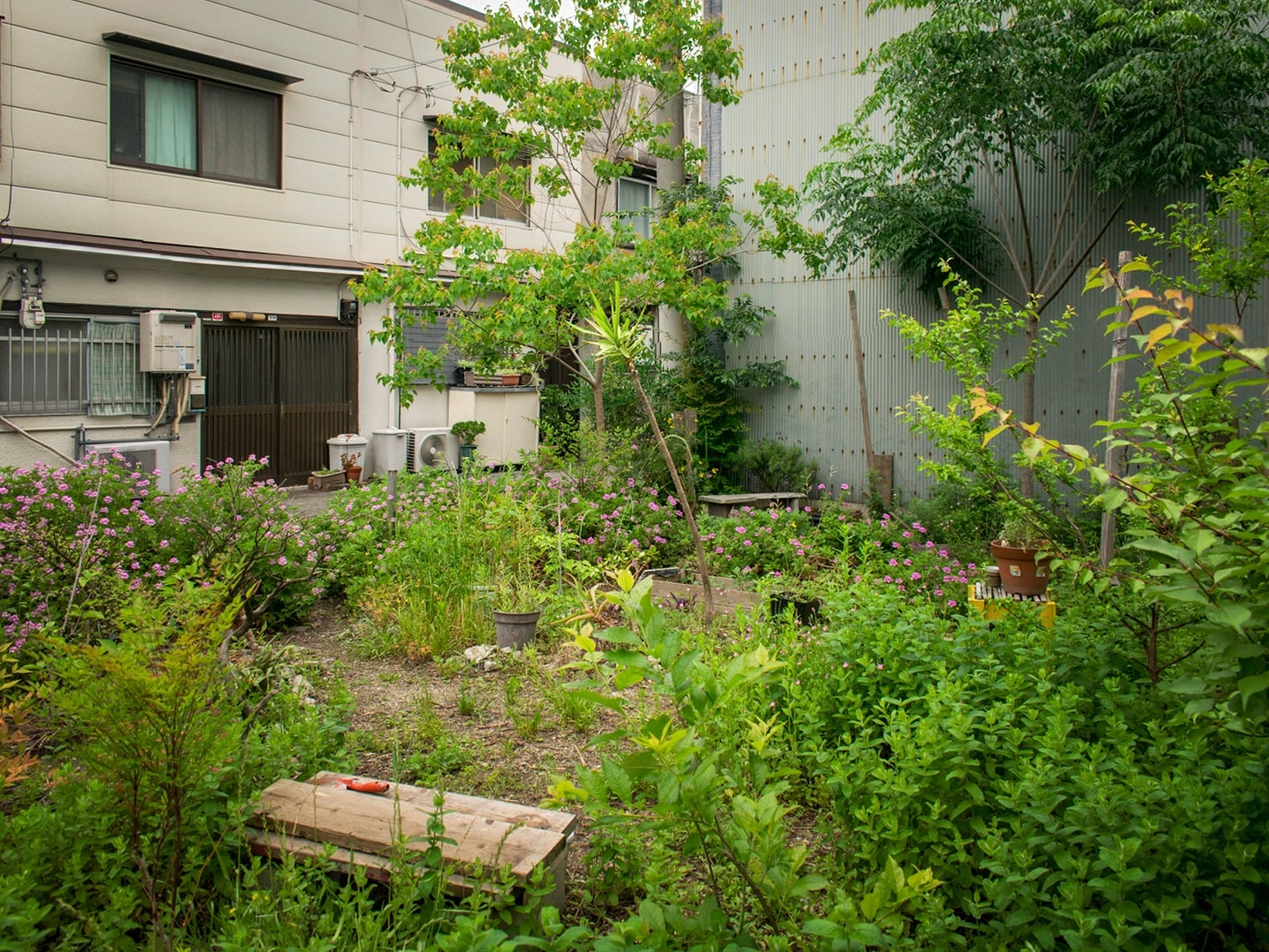 最終的な大阪・北加賀谷の『Pocket Farm』全景 （2018～2022） 人類と自然のための都市的エコシステムとして 20x20m
