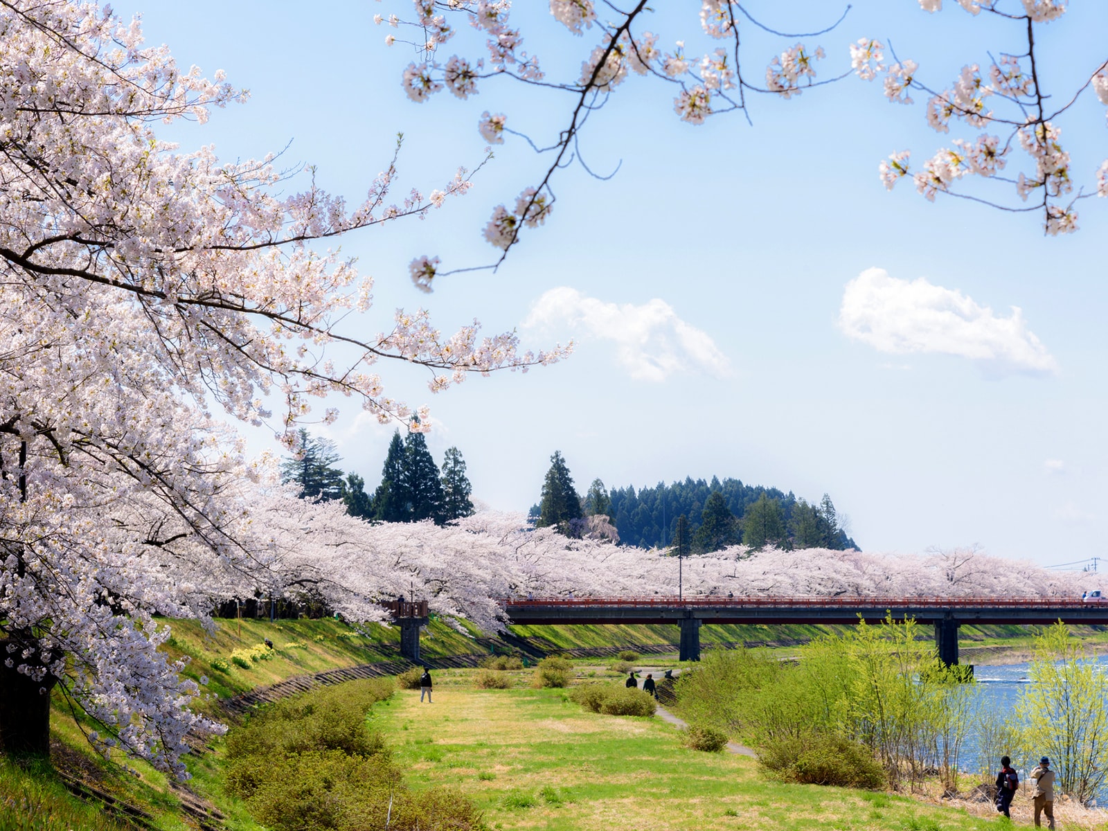 角館の桜