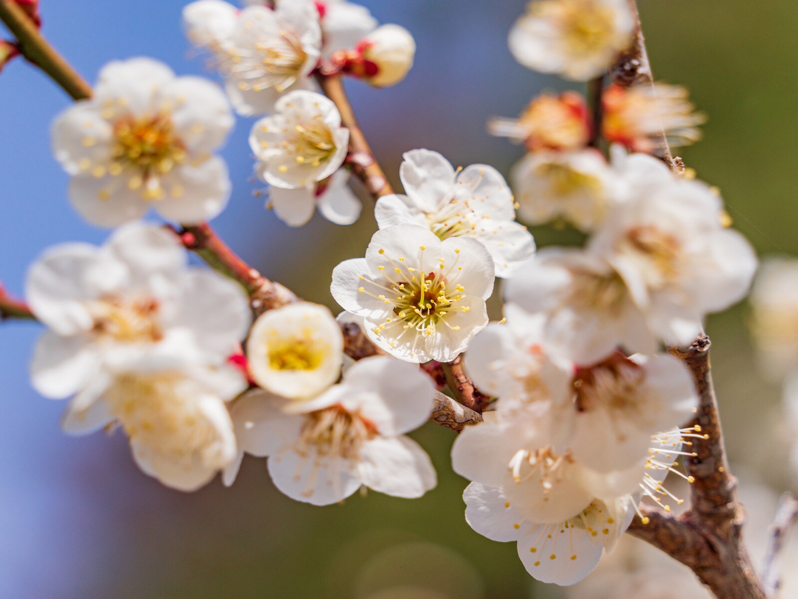 「梅を見に行きたい」と思う都道府県ランキング