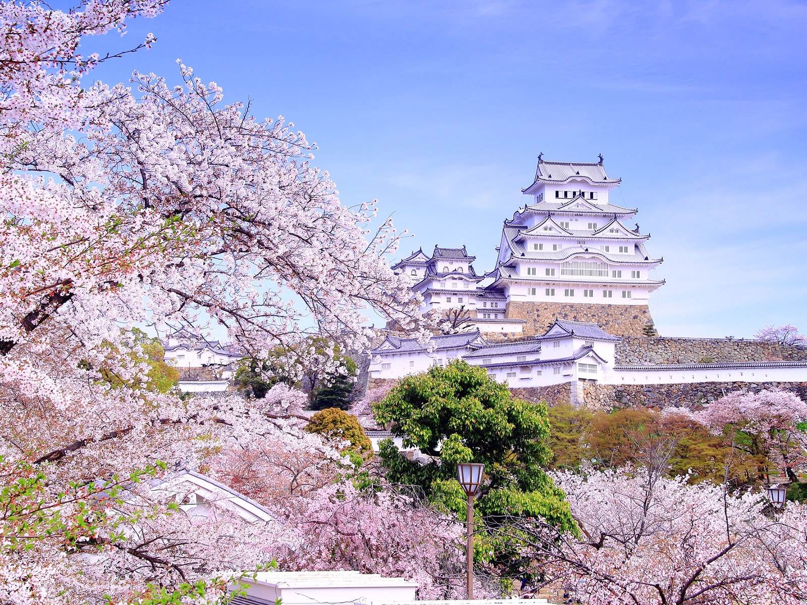 姫路城の桜