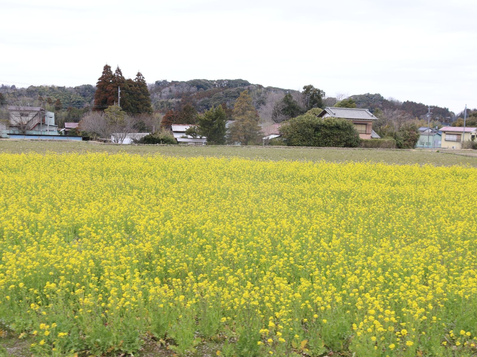 菜の花畑