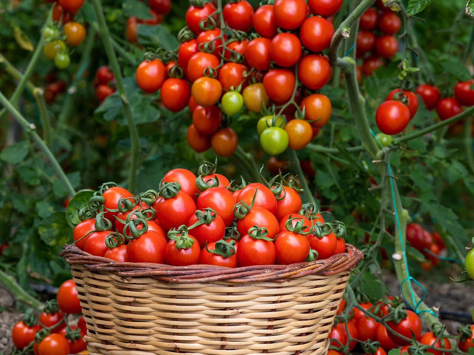 「トマト」の生産量が多い国ランキング