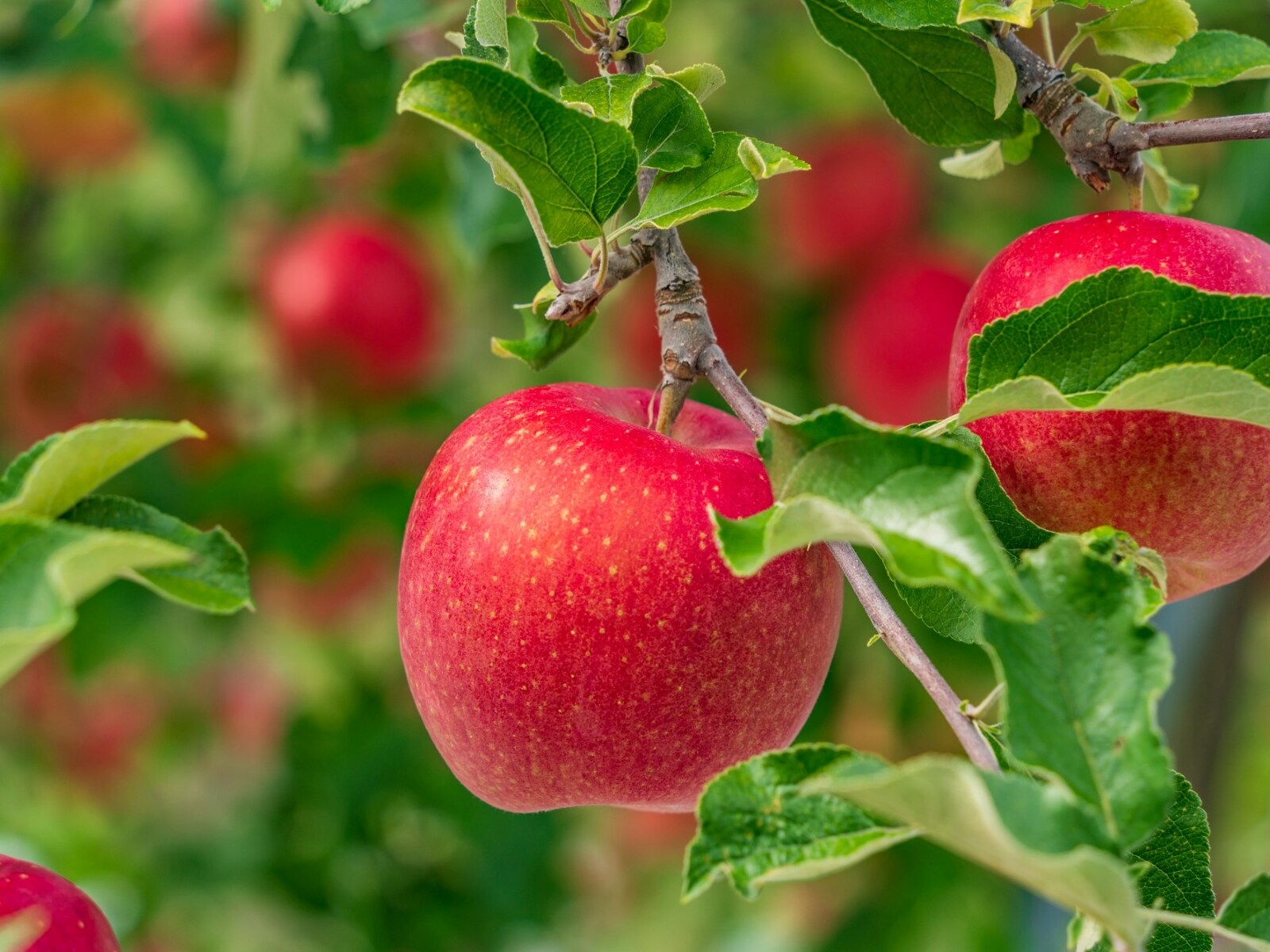 「りんご」の生産量が多い国ランキング