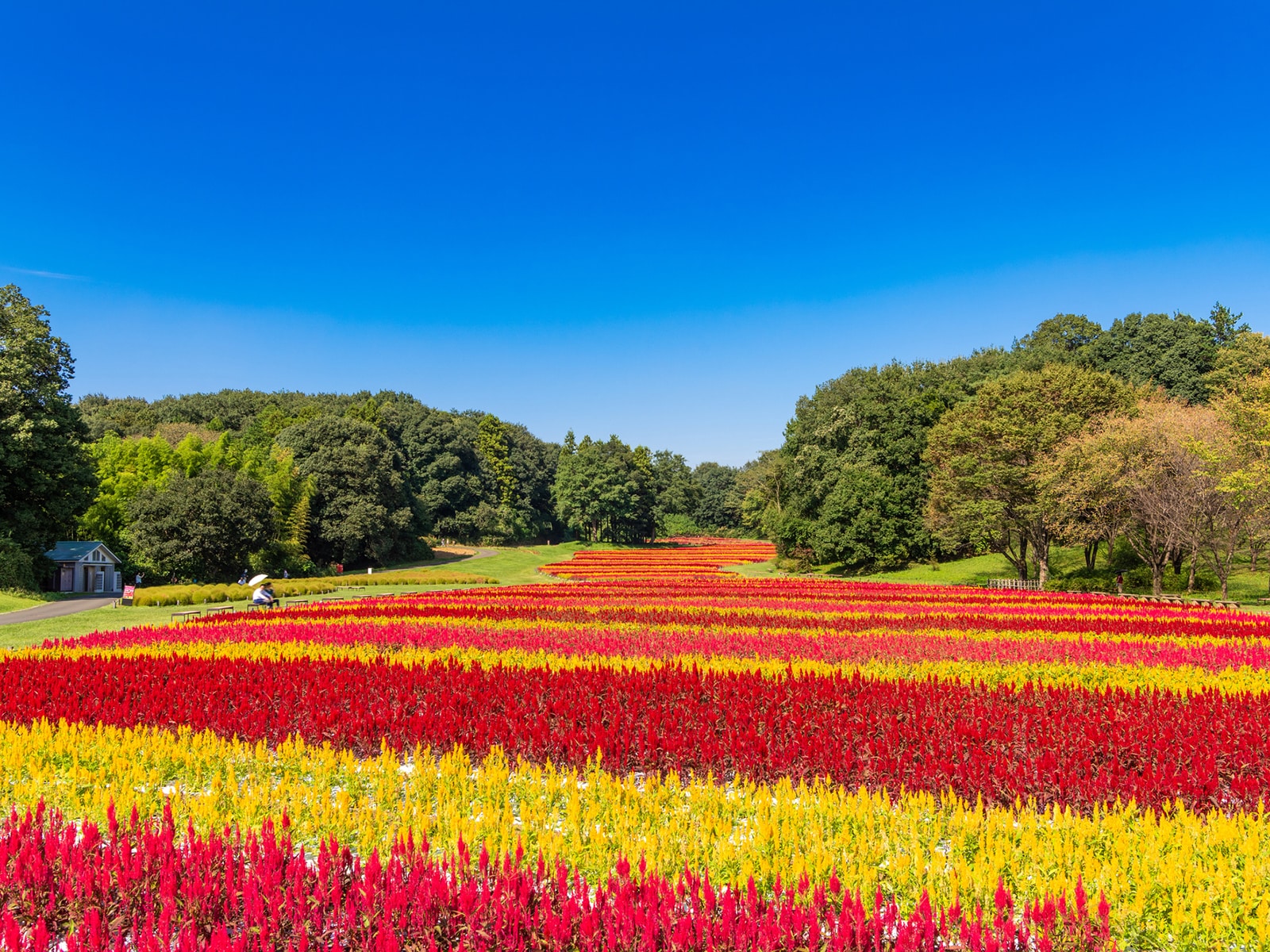 国営武蔵丘陵森林公園