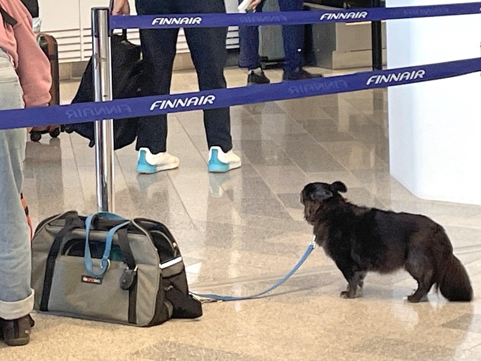 フィンエアーで搭乗手続きを待つ小型犬（筆者撮影、以下同）