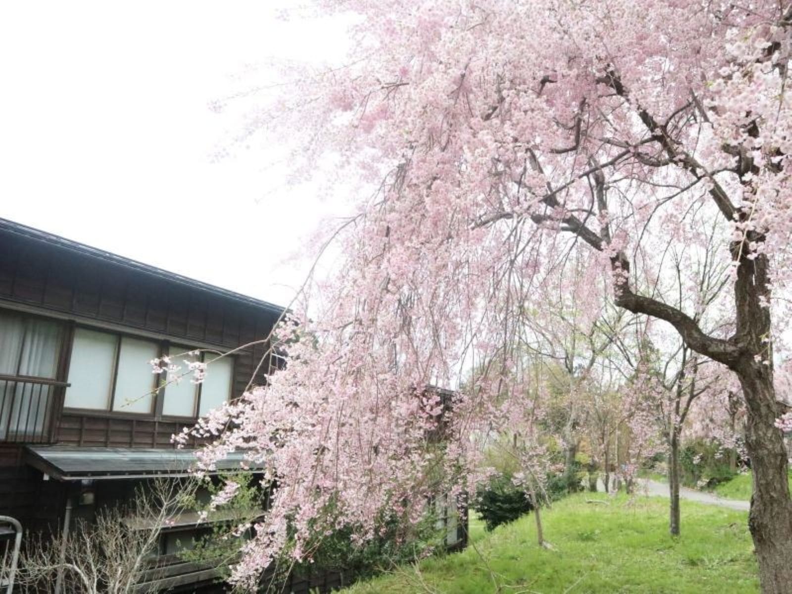 新潟で人気の「桜の名所」ランキング