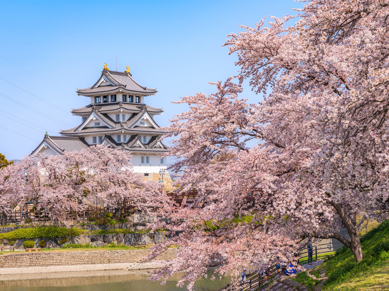 岐阜で人気の「桜の名所」ランキング