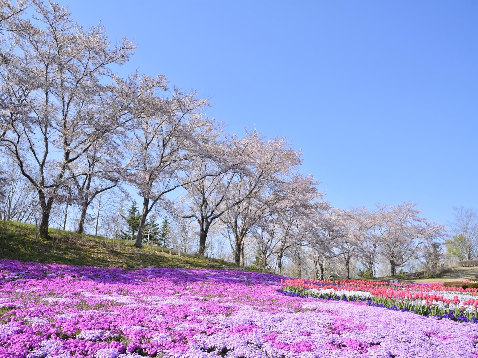 東北地方の「ゴールデンウィークに行きたい花畑」ランキング